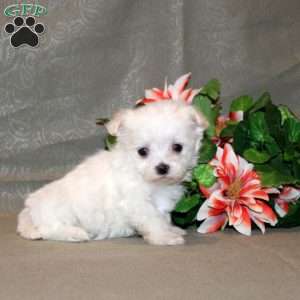 Cecelia, Maltese Puppy